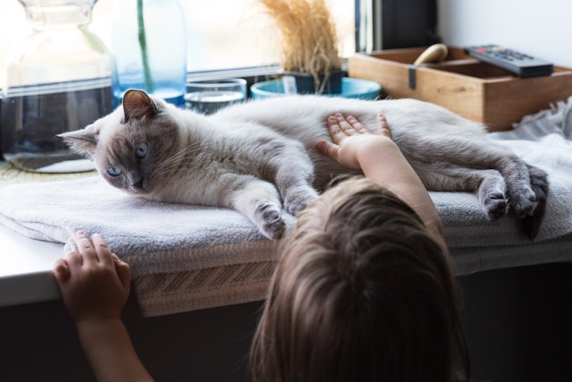 Découvrez les races de chats les plus adaptées aux enfants