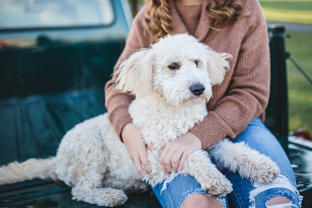 Le voyage avec un animal de compagnie : conseils pratiques pour une aventure réussie