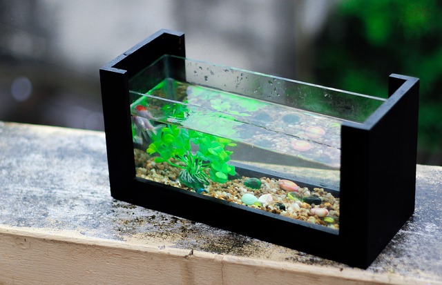 Comment garder votre aquarium propre et sain : conseils pratiques