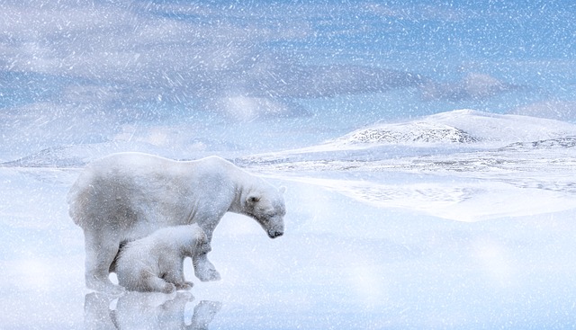 Les animaux de l’arctique : survivants du froid et leur adaptation